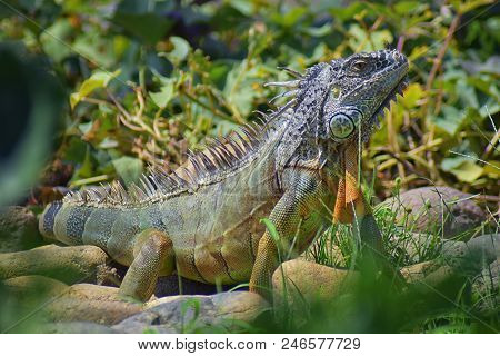Wild Iguana Eating Plant Leaves Out Of An Herb Garden In Puerto Vallarta Mexico. Ctenosaura Pectinat