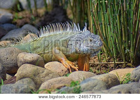 Wild Iguana Eating Plant Leaves Out Of An Herb Garden In Puerto Vallarta Mexico. Ctenosaura Pectinat