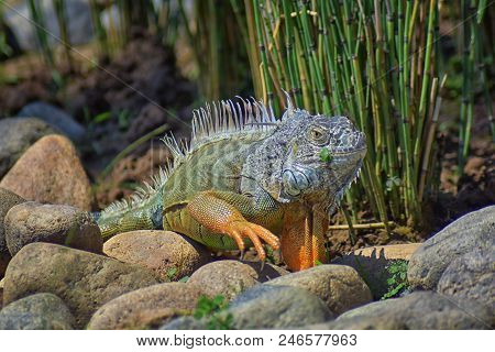 Wild Iguana Eating Plant Leaves Out Of An Herb Garden In Puerto Vallarta Mexico. Ctenosaura Pectinat