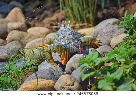 Wild Iguana Eating Plant Leaves Out Of An Herb Garden In Puerto Vallarta Mexico. Ctenosaura Pectinat