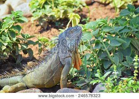 Wild Iguana Eating Plant Leaves Out Of An Herb Garden In Puerto Vallarta Mexico. Ctenosaura Pectinat
