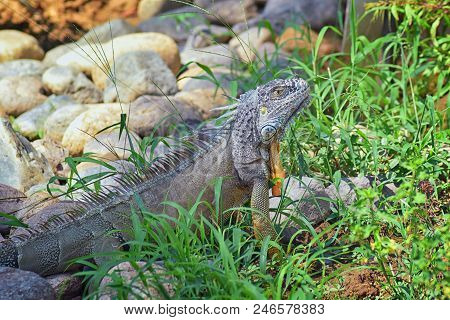 Wild Iguana Eating Plant Leaves Out Of An Herb Garden In Puerto Vallarta Mexico. Ctenosaura Pectinat