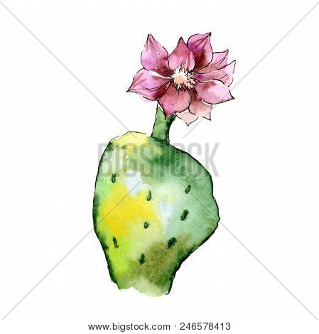 Green Tropical Cactus. Floral Botanical Flower. Wild Spring Leaf Wildflower Isolated.  Aquarelle Wil