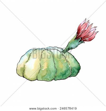 Green Tropical Cactus. Floral Botanical Flower. Wild Spring Leaf Wildflower Isolated.  Aquarelle Wil