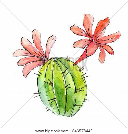 Green Tropical Cactus. Floral Botanical Flower. Wild Spring Leaf Wildflower Isolated.  Aquarelle Wil
