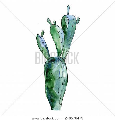 Green Tropical Cactus. Floral Botanical Flower. Wild Spring Leaf Wildflower Isolated.  Aquarelle Wil