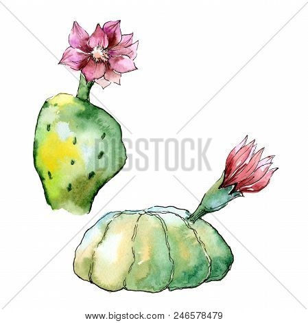 Green Tropical Cactus. Floral Botanical Flower. Wild Spring Leaf Wildflower Isolated.  Aquarelle Wil