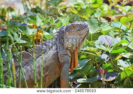 Wild Iguana Eating Plant Leaves Out Of An Herb Garden In Puerto Vallarta Mexico. Ctenosaura Pectinat