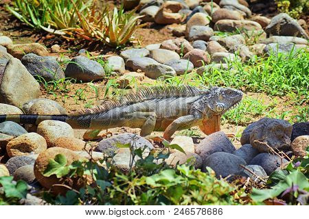 Wild Iguana Eating Plant Leaves Out Of An Herb Garden In Puerto Vallarta Mexico. Ctenosaura Pectinat