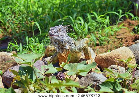 Wild Iguana Eating Plant Leaves Out Of An Herb Garden In Puerto Vallarta Mexico. Ctenosaura Pectinat
