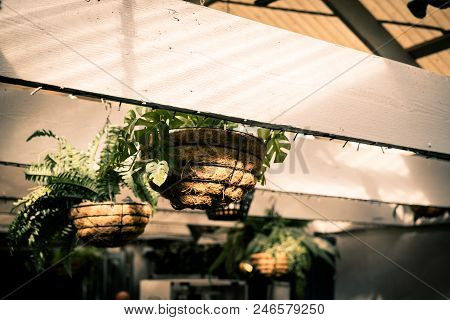 Hanging Pot With A Plant Inside Beautiful Summer Feeling
