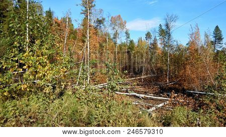 Forest Thicket, Windfall. Coniferous Forest, Taiga. Live Photo.