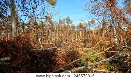 Forest thicket, windfall. Coniferous forest, taiga. Live photo.