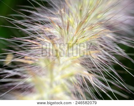 Close Up Grass Flower Bloomimg Nature Backfround