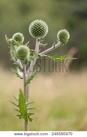 Echinops Sphaerocephalus - Ripe Seeds Contain An Alkaloid Echinopsin With Properties Similar To Stry
