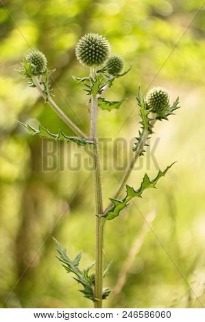 Echinops Sphaerocephalus - Ripe Seeds Contain An Alkaloid Echinopsin With Properties Similar To Stry