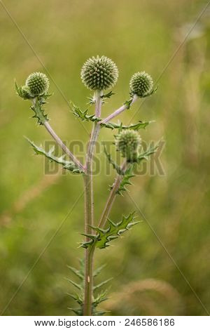 Echinops Sphaerocephalus - Ripe Seeds Contain An Alkaloid Echinopsin With Properties Similar To Stry
