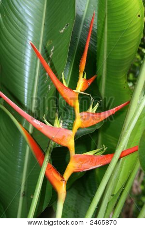 Heliconia