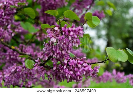 Judas-tree With Colorful Flower Bud And Garden Bokeh