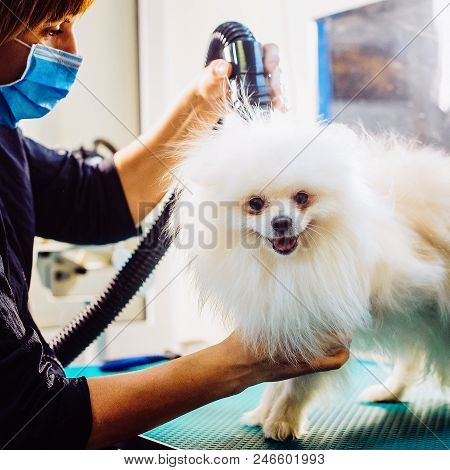 Pomeranian Dog On The Table For Grooming In Salon For Dogs. Toned Image. The Concept Of Popularizing