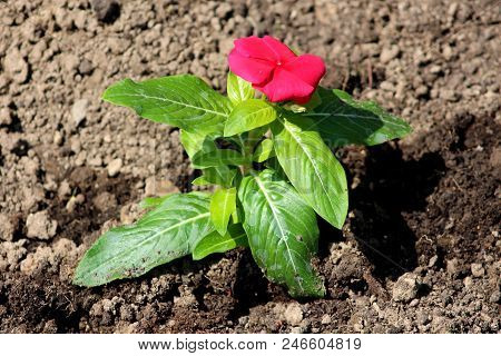 Madagascar Periwinkle Or Catharanthus Roseus Or Rose Periwinkle Or Rosy Periwinkle Bright Red Flower