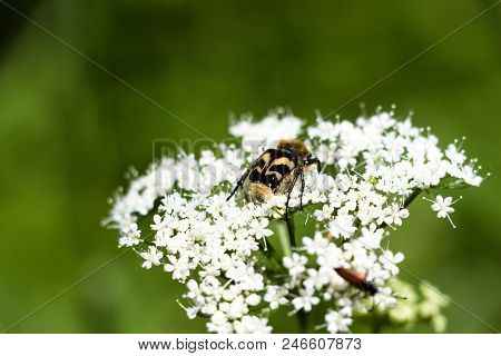 A Small And Beautiful Beetle In Black And Yellow Stripes Sits On The Inflorescence Of A White Plant.