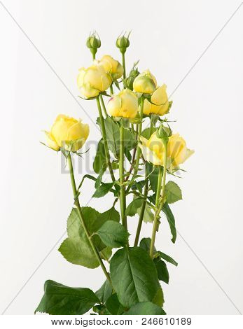 Flowers On White Background