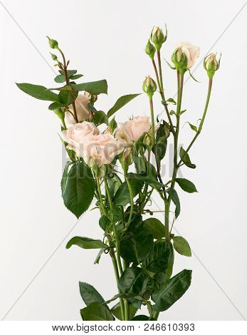 Flowers On White Background