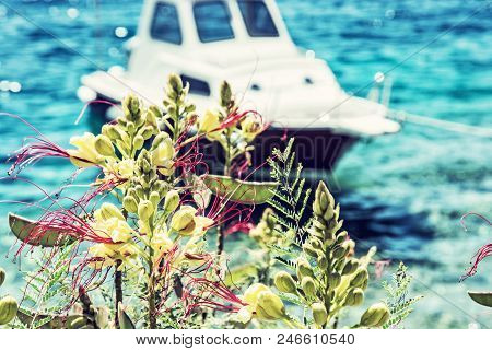 Beautiful Freesia Flowers And Little Boat In Maslinica, Solta Island, Croatia. Summer Vacation Desti