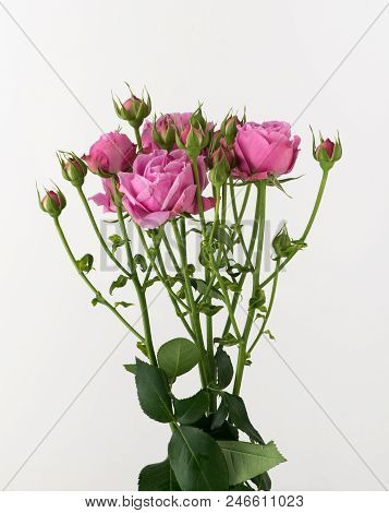 Flowers On White Background
