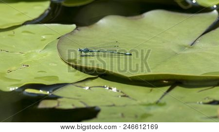 A Blue Dragonfly On A Leaf In A Pond