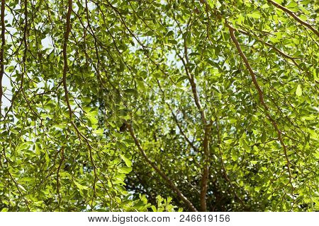Background Terminalia Ivorensis Chev. Under Blue Sky.
