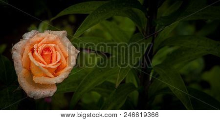 Freshness Of Rose Garden After Rain, Colourful Orange Rose With Copy Space.