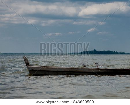 Two Seagulls At A Lake - On The Water, Sitting In A Boat, And Standing On The Boat.