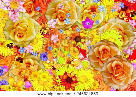 Blooming Tickseed Coreopsis Flower Abstract Colorful Background.