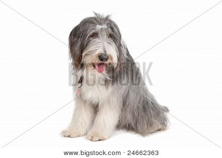 Bearded Collie