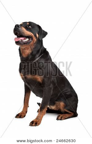 Rottweiler