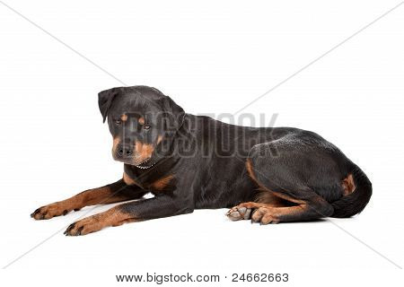 Rottweiler