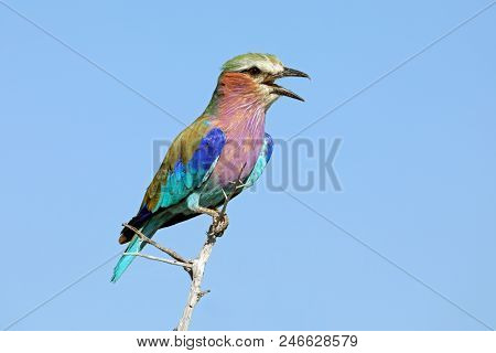 Lilac-breasted roller (Coratias caudata) perched on a branch against a blue sky, South Africa