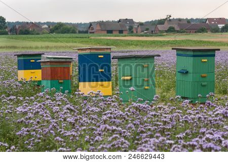 Six Colorful Bee Hives Arranged On The Field Of Blooming Blue Phacelia (phacelia Tanacetifolia Benth
