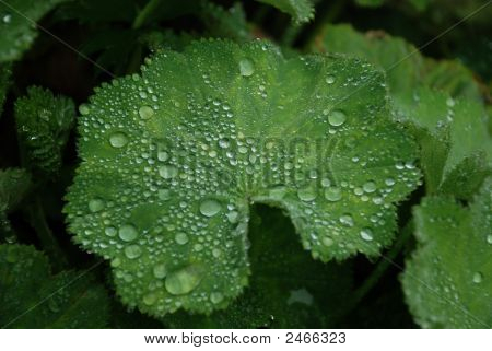 Cerca de gotas de rocío en la mañana en una gran hoja de Geranuim