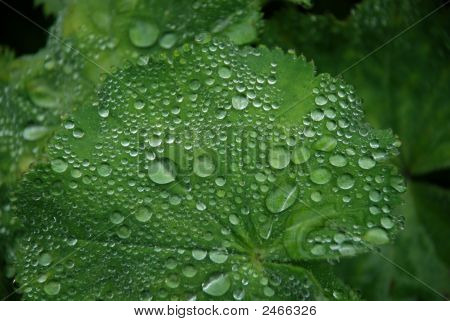 Cerca de gotas de rocío en la mañana en una gran hoja de Geranuim