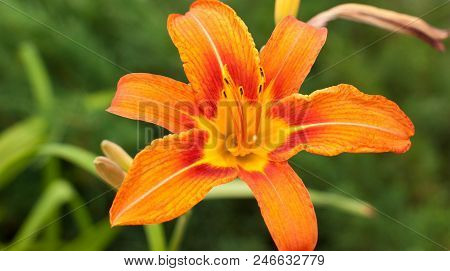 Lily Flower In Garden. Commonly Known As Oriental Stargazer Lily