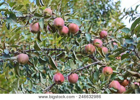 A Photo Of Ripe Apples Is Made In One Of The Gardens Of The Gabala Region Of Azerbaijan