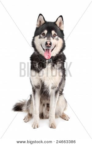 Alaskan Malamute
