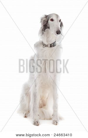 Hotel Silken Windhound