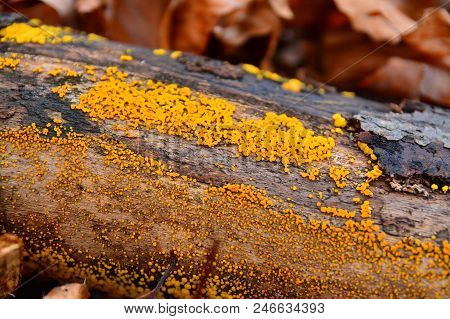 Bisporella Citrina Fungus, Known As The Lemon Disco And Yellow Fairy Cup