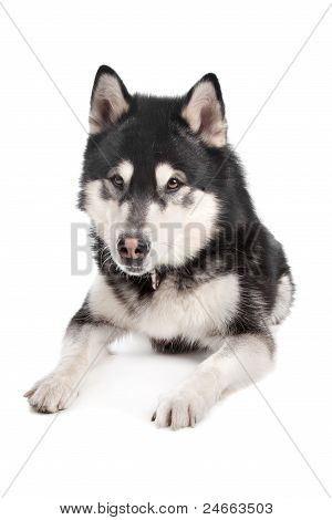 Alaskan Malamute