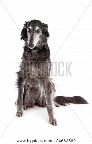 Hotel Silken Windhound
