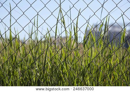 Green Grass Behind A Wire Mesh On A Clear Blue Sky Background